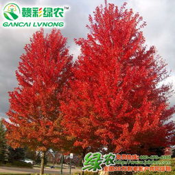 紅楓樹(shù)苗是什么樣