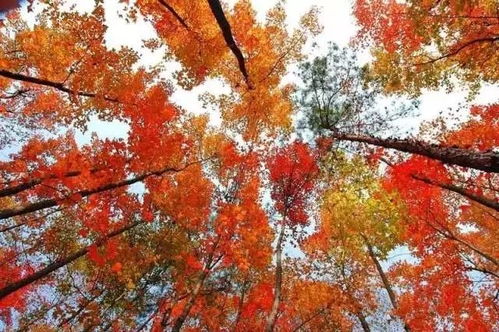 12月16 17日 20 21日 23 24日各一期德保紅楓葉 靖西鵝泉 舊州古鎮(zhèn)兩日游