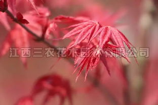 楓情萬(wàn)種之日本紅楓紅舞姬