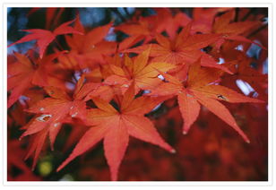 2017中國(guó)人游日本攝影大賽 作品賞析 紅楓秋意濃