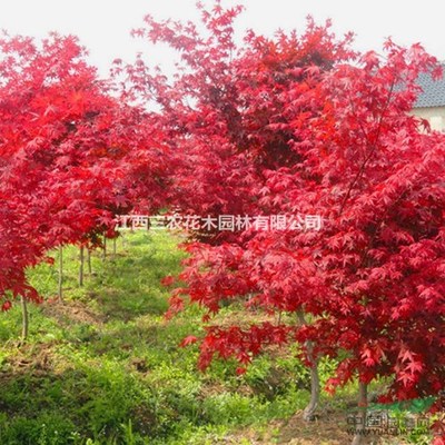 日本紅楓種植技術(shù) 日本紅楓品種大全 日本紅楓紅舞姬圖片