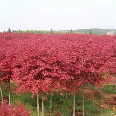 日本紅楓種植日本紅楓和中國紅楓的區別日本紅楓葉宿遷誠盛園林苗圃