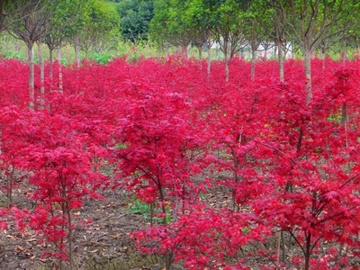 2017日本紅楓苗前景預測分析_其它_網