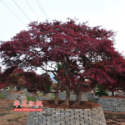 日本紅楓 紅羽毛楓(一本三桿)