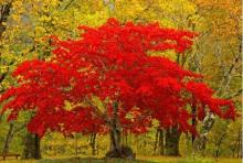 花木百科 花木網(wǎng)苗木品種庫,匯集上萬種苗木知識(shí)