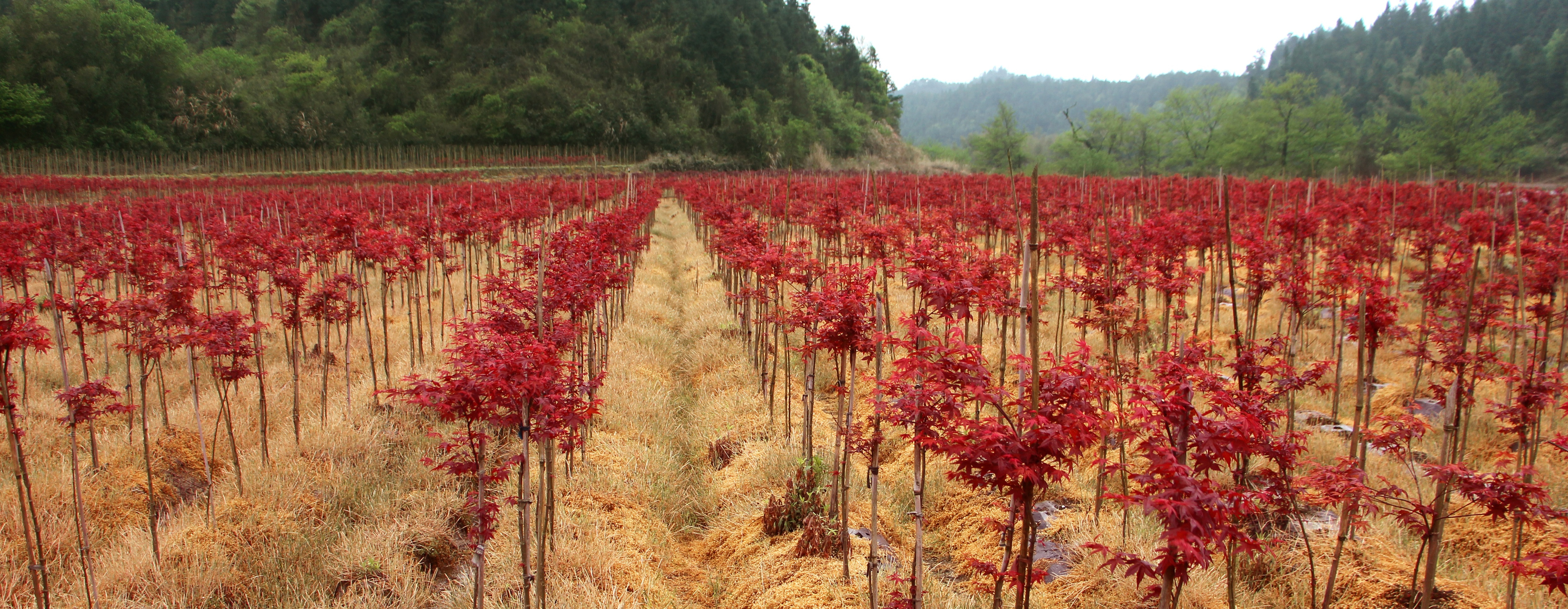 紅楓--主要品種(日本紅楓橙之夢(mèng)、三季紅、紅舞姬)