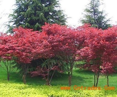 2016年江蘇紅楓小苗特價(jià)
