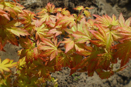 紅楓 主要品種 日本紅楓橙之夢 三季紅 紅舞姬