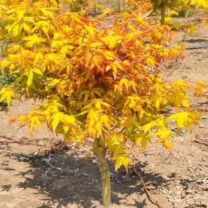 【日本紅楓橙之夢(mèng)】日本紅楓橙之夢(mèng)品牌,價(jià)格 