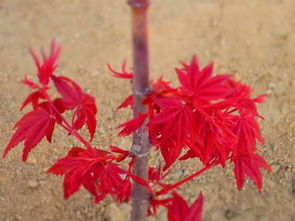 三季紅紅楓產地 圖片 應用