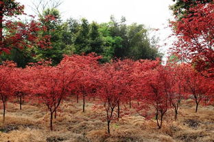 2017日本紅楓價(jià)格參考 日本紅楓市場(chǎng)行情預(yù)測(cè)分析