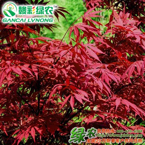 紅楓樹苗是什么樣