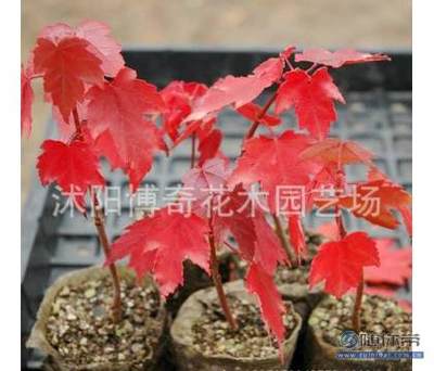 【博奇園林綠化苗木樹苗庭院植物日本紅楓苗紅絲帶紅楓樹苗量大優(yōu)惠】沭陽博奇花木園藝場(chǎng) - 產(chǎn)品庫
