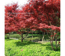 美國(guó)四季紅楓樹優(yōu)質(zhì)商家置頂推薦產(chǎn)品