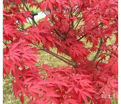 【日本紅楓苗批發園林綠化苗木紅楓嫁接苗紅楓小苗觀葉類移植】沭陽縣潼陽鎮花蘇橋花卉園藝場 - 產品庫