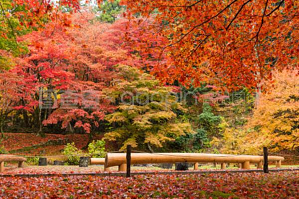 日本寺廟中的紅楓樹
