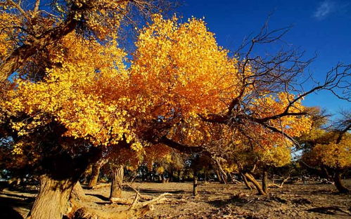 比日本紅葉美100倍 中國這6萬畝楓林美成天堂,卻少有人知
