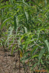 花卉種子 種苗產品列表 007商務站 全球網上貿易平臺 第89頁