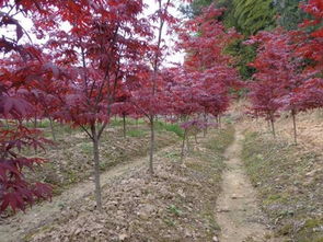 日本紅楓 三季紅紅楓