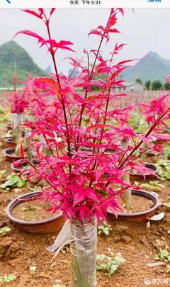 [日本紅楓日本紅楓 紅大袖 紅小袖 紅楓盆景價格40棵