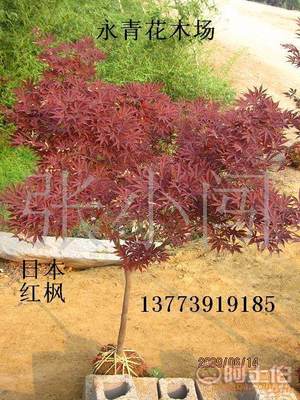 【現貨出售3公分日本紅楓、中國紅楓、基地實物照片、歡迎選購】 - 產品庫 - 沭陽縣永青花木場