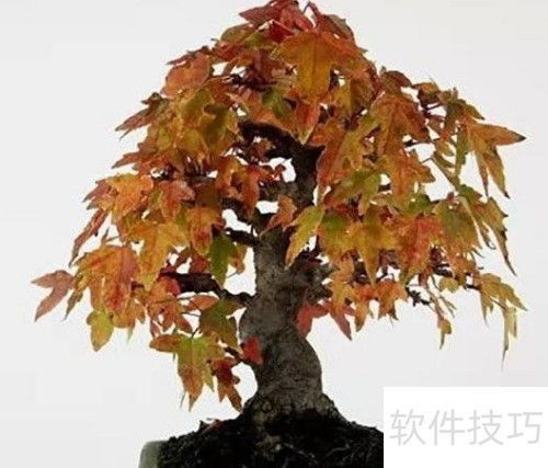 日本紅楓變綠了怎么辦 恢復紅葉的護理方法