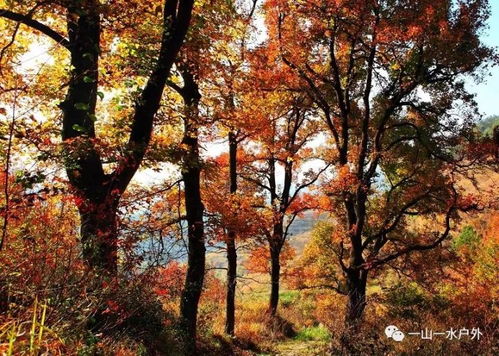 2017年12月10日秋色大片 村長帶您走進雙紅楓古道 車慈嶺,朱錫嶺古道連穿,賞千年古紅楓群
