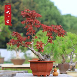 【日本紅楓出猩猩】最新日本紅楓出猩猩/批發報價