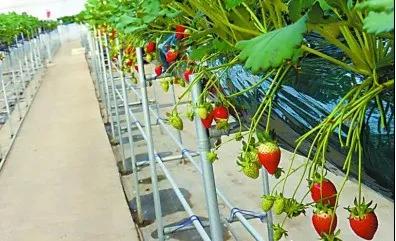 植物工廠正在世界流行