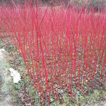 赤楓小苗紅桿子楓樹新品珊瑚閣日本紅楓樹苗