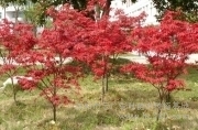 供應 沈陽日本紅楓/日本紅楓/日本紅楓哪里好/遼寧日本紅楓圖片_高清圖_細節圖-沈陽市云廣彩葉苗木種植基地