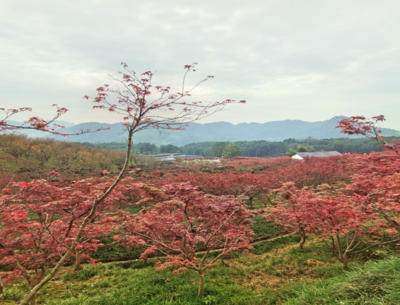 重慶南湖多彩植物園門票價格/景區介紹/時間地點