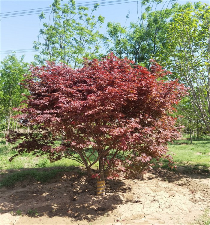 16公分 17公分 18公分 19公分 20公分日本紅楓樹 景觀樹 本地移栽苗