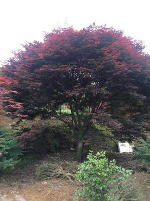 [日本紅楓 批發(fā)]山東菏澤鄆城縣楓樹 188.00元/棵苗木 _ 一畝田