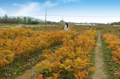 日本紅楓 精品1公分橙之夢紅楓批發(fā)價格與市場分析