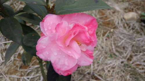 茶花小苗與日本紅楓的批發(fā)與采購價格分析