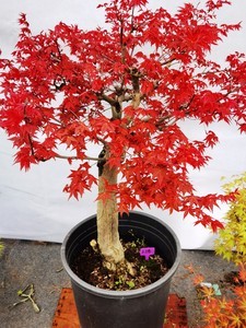 日本紅楓“出猩猩” 園藝中的絢爛瑰寶