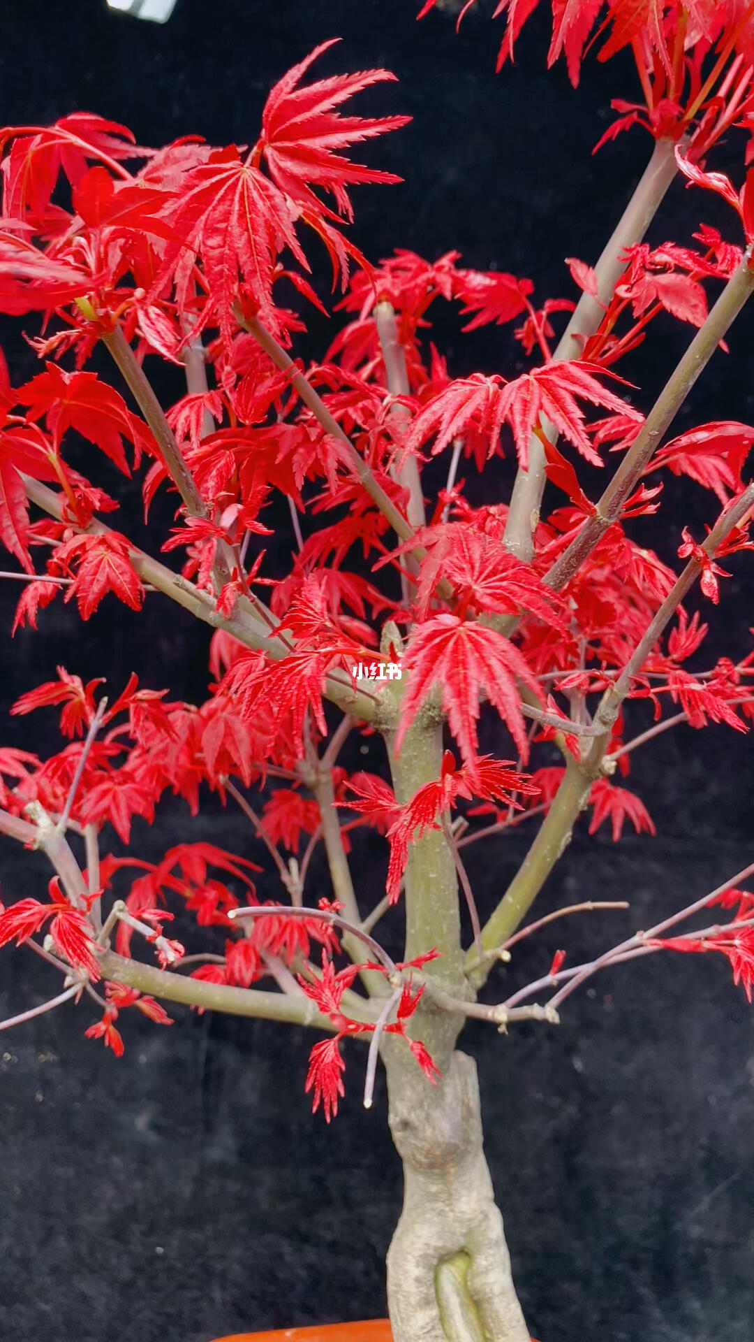 日本紅楓紅舞姬 一樹丹霞舞秋風(fēng)