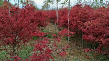 日本紅楓“紅舞姬” 山東青島彩虹谷農(nóng)場的珍貴苗木