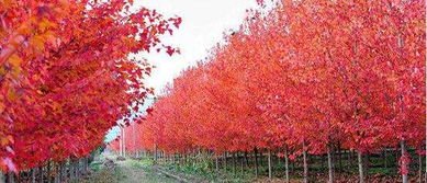 美國紅楓'十月光輝'的種植方法與園林用途，以及小苗價格與基地介紹——兼談日本紅楓的區(qū)別