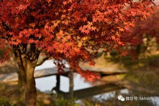 上海小眾賞楓地盤點(diǎn) 日本紅楓正當(dāng)時，這些地方即將刷屏朋友圈