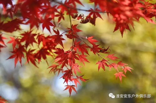 漫山紅楓染棲霞，一日盡賞金陵秋——安東戶外游江蘇11月19日南京棲霞山賞楓活動召集