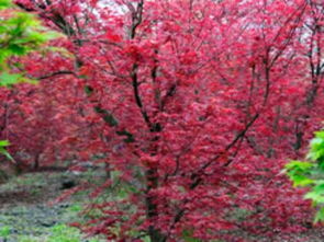 巴南五洲園 漫山紅楓染金秋，一日盡覽園林奇觀